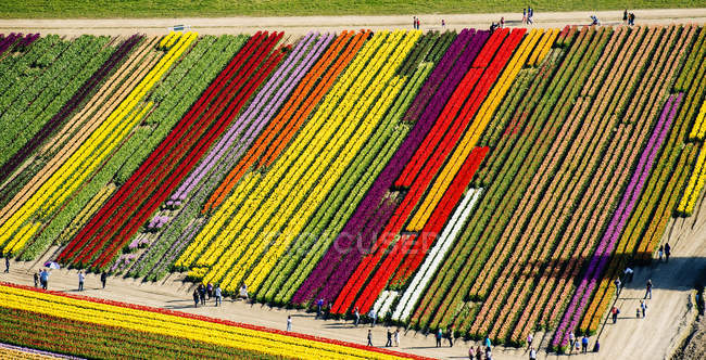 Вид с воздуха на цветные поля тюльпанов — стоковое фото
