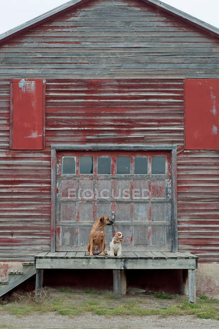 Собаки сидят на деревянном крыльце — стоковое фото