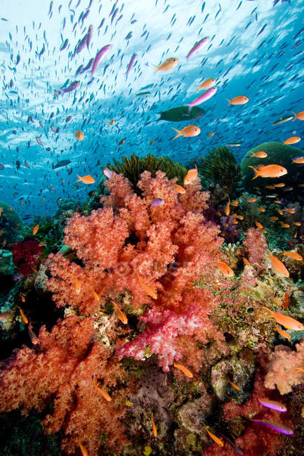 Fischschwärme schwimmen am Korallenriff — Stockfoto