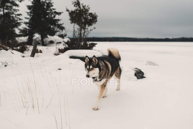 Хаскі собака ходить в сніжному покритому ландшафті — стокове фото