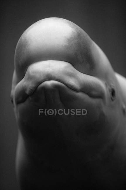 Primer plano disparo de beluga cabeza de ballena - foto de stock