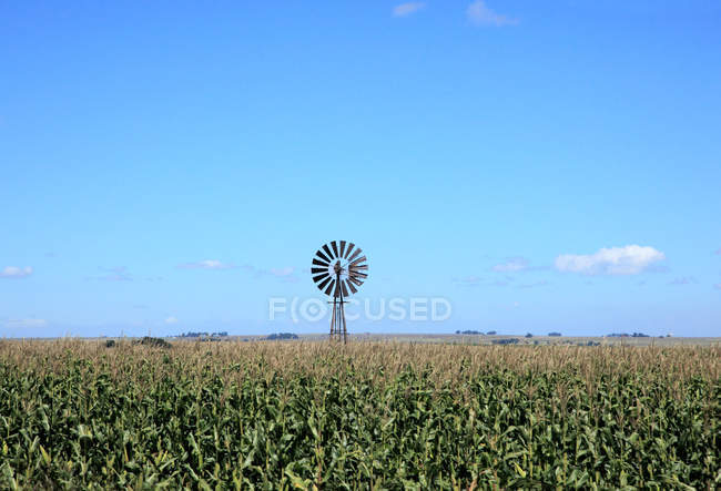 Molino de viento en campo de maíz bajo cielo azul - foto de stock