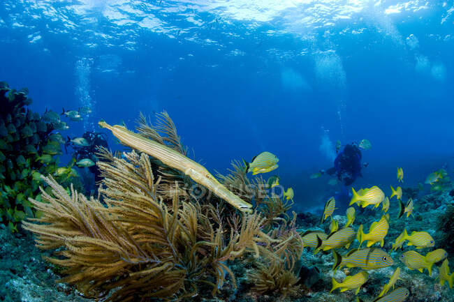 Морская жизнь на коралловом рифе . — стоковое фото