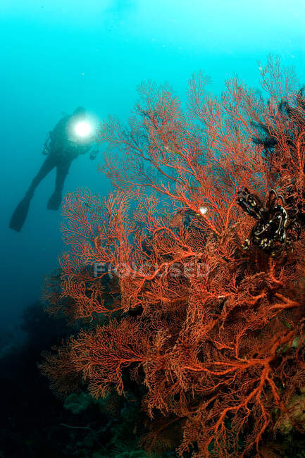 Buceador y aguas profundas, foto submarina - foto de stock