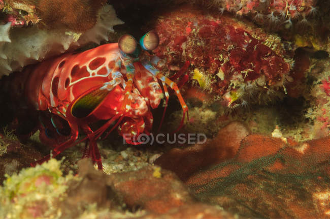 Gottesanbeterin Garnelen in Korallen — Stockfoto