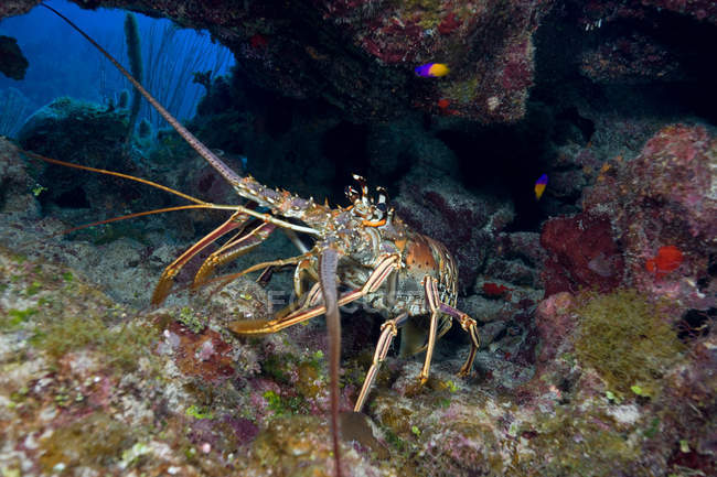 Lobster in defense posture underwater — Stock Photo