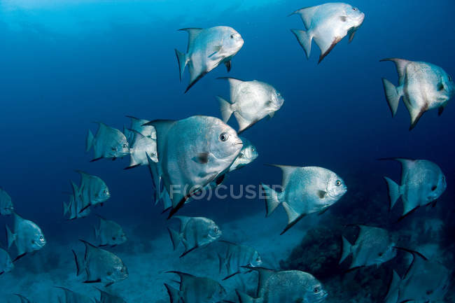 Spadefish школа Атлантичний — стокове фото