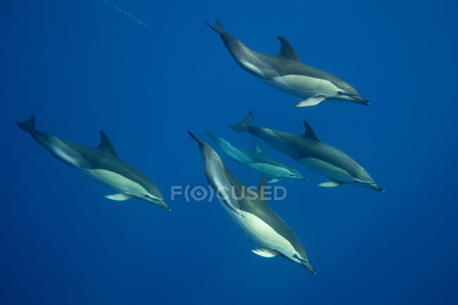Дельфины плавают в тропической воде — стоковое фото