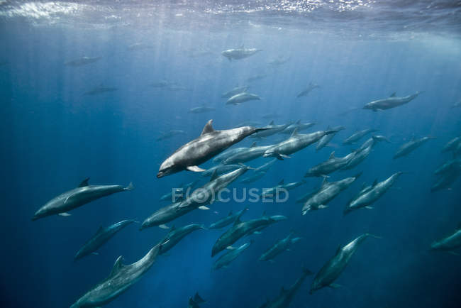 Massiccia aggregazione di delfini tursiopi sott'acqua — Foto stock