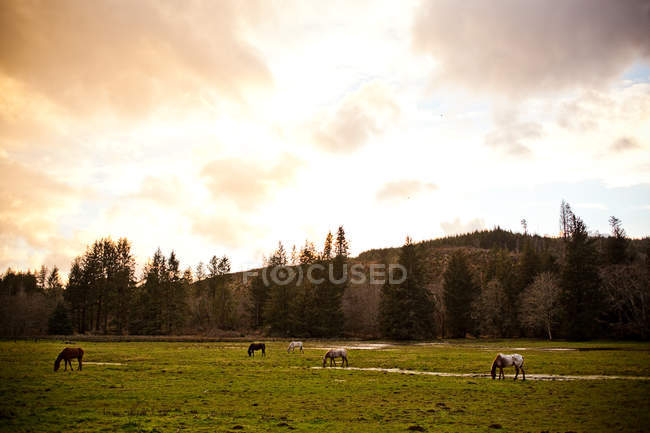 Cavalli al pascolo su campo verde sotto cielo nuvoloso — Foto stock