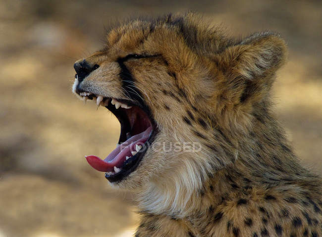 Gepardenjunges gähnt — Stockfoto