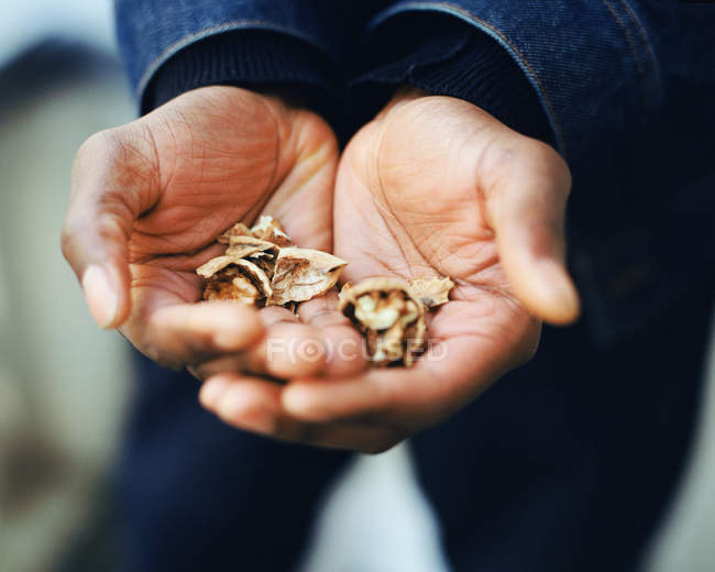 Обрезанное изображение рук с грецкими орехами — стоковое фото