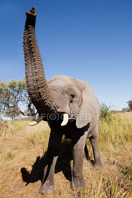Elefante africano femenino - foto de stock