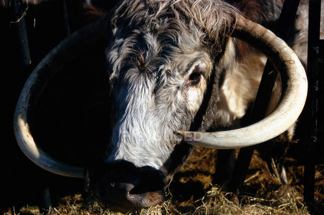 Toro con corno che mangia erba nel fienile — Foto stock