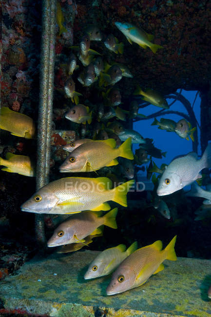 Group of schooling fish under water — Stock Photo