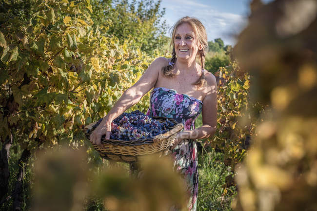 Mujer que lleva canasta de uvas en viñedo, Quartucciu, Cerdeña, Italia - foto de stock