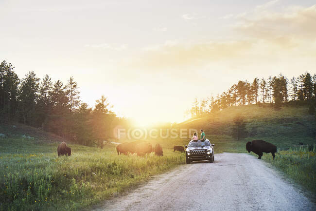 Vater und Tochter halten an, um zu sehen, wie wilde Bisons die Straße im Custer State Park in South Dakota überqueren. — Stockfoto