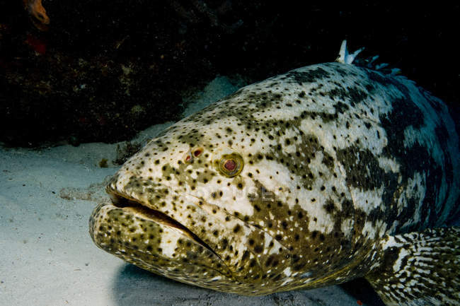 Midper Goliath, vue sous-marine — Photo de stock