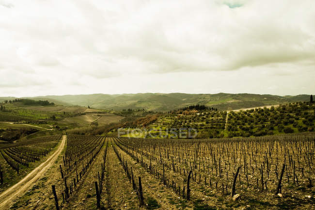 Empty dry vineyard under cloudy sky — Stock Photo