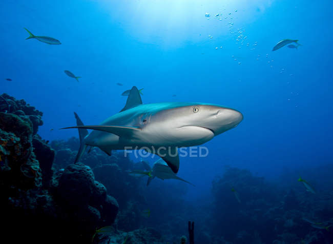 Карибська рифова акула — стокове фото
