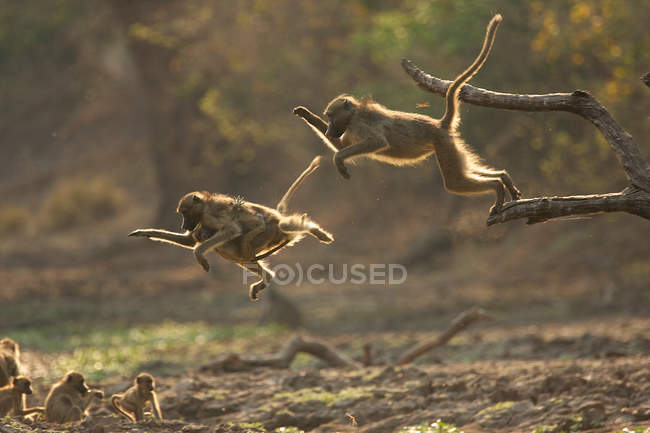 Бабуїни стрибають з гілки — стокове фото