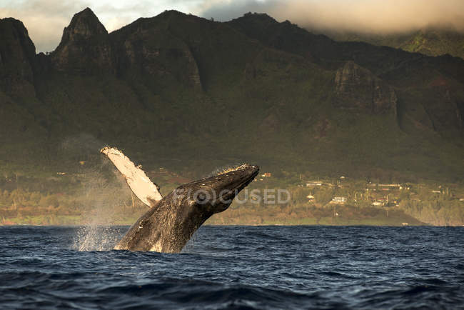 Balena megattera che salta fuori dall'acqua — Foto stock