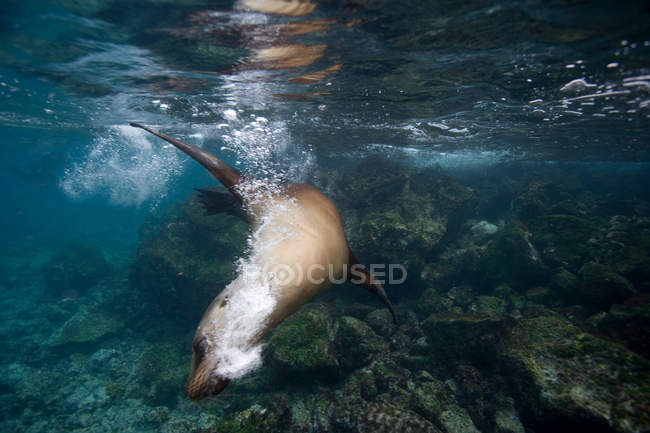 León marino en aguas poco profundas - foto de stock