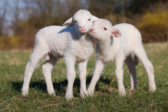 Dos corderos en el campo - foto de stock