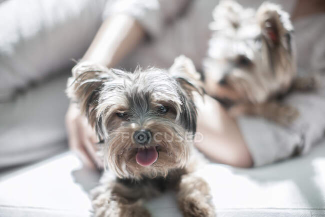 Cape Town, South Africa, two puppies in young womans arms, in a modern day home — Stock Photo