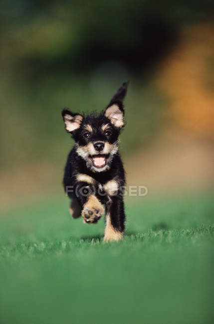 Cachorro correndo na grama verde na luz do sol — Fotografia de Stock