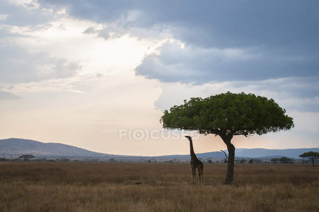 Жираф тянется к листьям деревьев в сумерках, Масаи Мара, Кения — стоковое фото