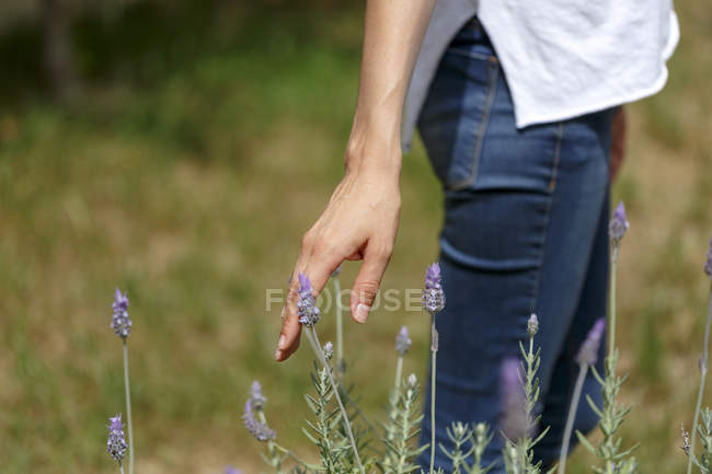 Нижняя часть женщины касаясь лаванды растение, обрезанные — стоковое фото