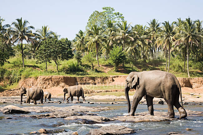 Elefantes caminando a través de un abrevadero con palmas verdes en el fondo - foto de stock