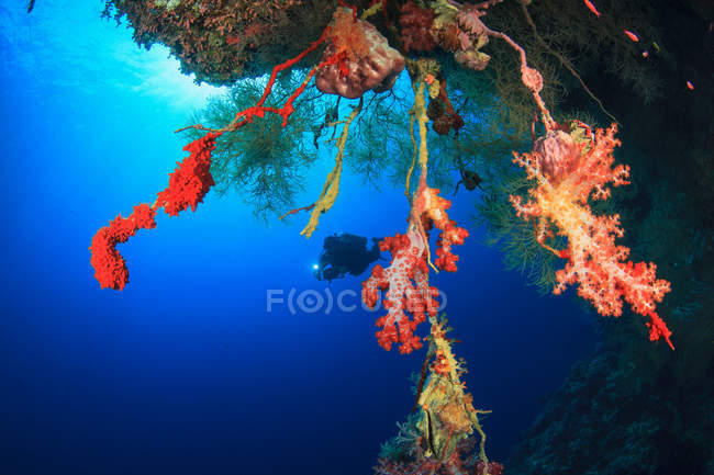 Дивер плаває в кораловому рифі — стокове фото