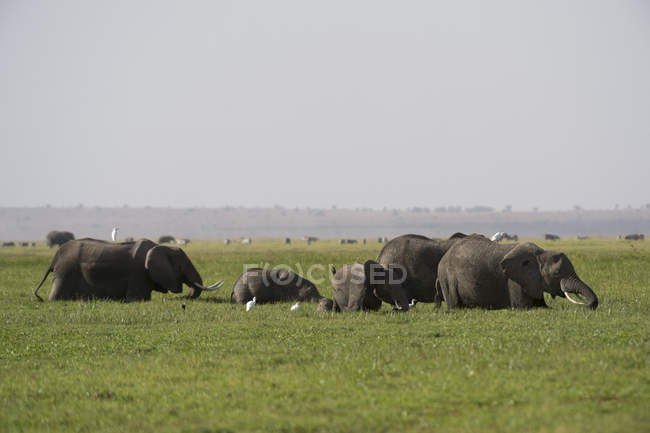 Afrikanische Elefanten beim Wandern im amboseli Nationalpark, Kenia, Afrika — Stockfoto