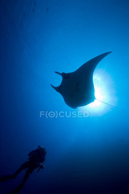 Mergulhador e manta, vista subaquática — Fotografia de Stock