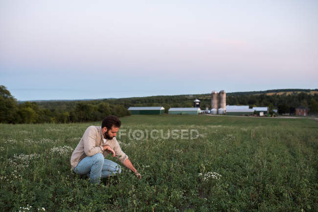 Agricultor en el campo que tiende a los cultivos - foto de stock
