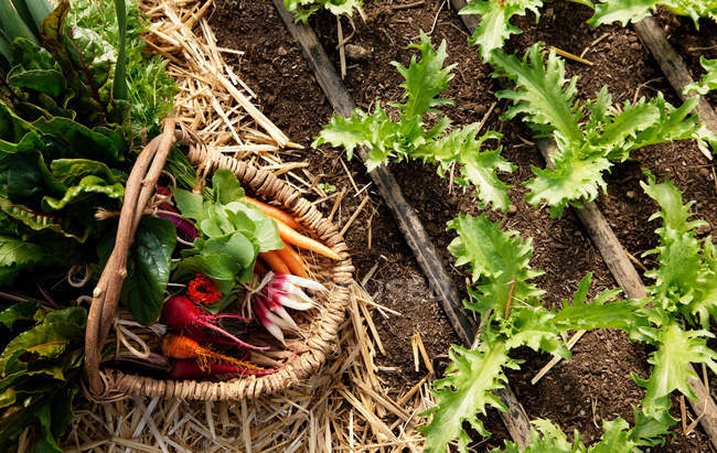 Vista de ángulo alto de rábanos y zanahorias en la cesta en el suelo - foto de stock