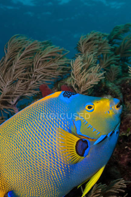 Poissons-anges bleus nageant au récif corallien — Photo de stock