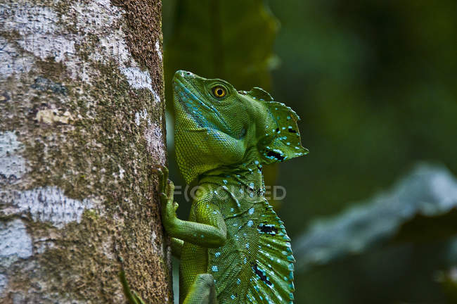 Side view of plumed or double crested basilisk gripping tree trunk, Costa Rica — Stock Photo