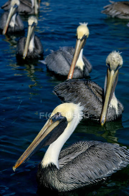 Vue grand angle des pélicans nageant sur la rivière, la Floride, les Etats-Unis — Photo de stock
