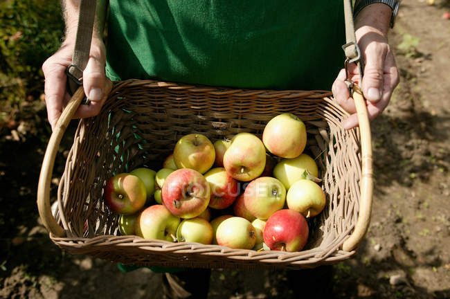 Homem mostrando cesta de maçãs na colheita — Fotografia de Stock