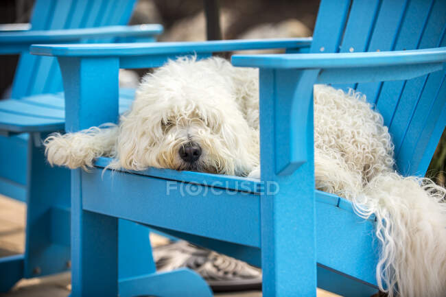 Portrait de Goldendoodle anglais, couché sur une chaise — Photo de stock