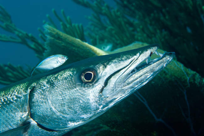 Barracuda com peixes pequenos nadando debaixo d 'água — Fotografia de Stock