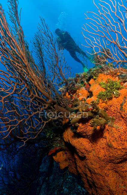 Diver behind sea fan and sponge. — Stock Photo