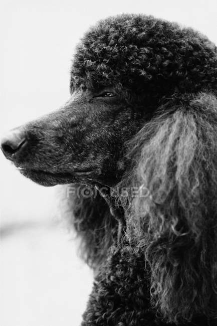 Preto poodle cão perfil, close up tiro — Fotografia de Stock