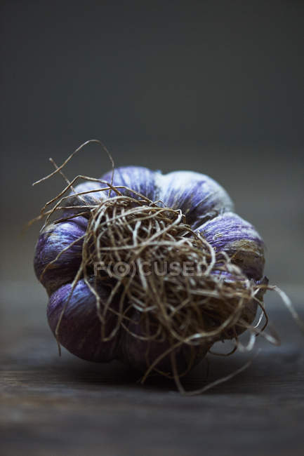 Roots on whole purple garlic bulb — Stock Photo