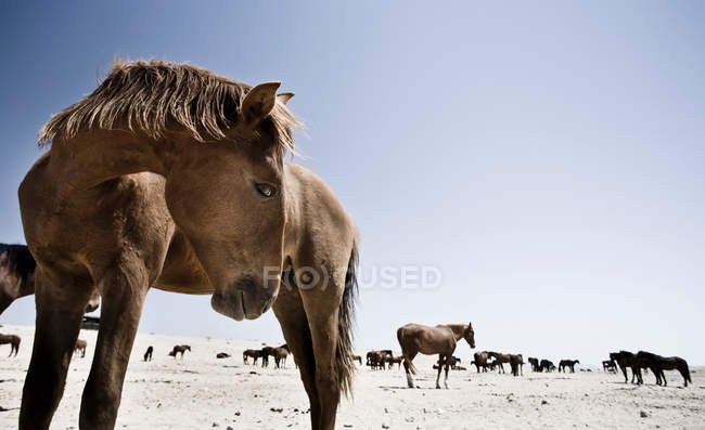 Vista ao nível da superfície dos cavalos em pé na paisagem do deserto durante o dia — Fotografia de Stock