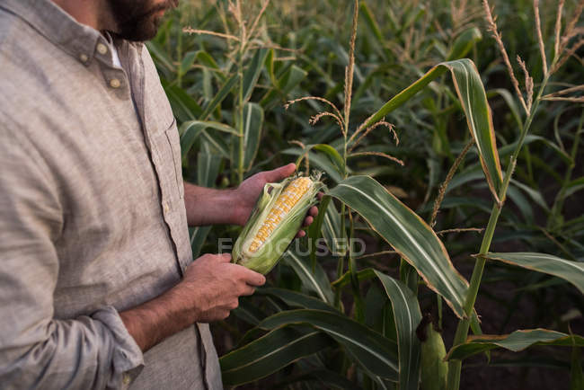 Обрезанное изображение фермера, держащего свежесобранную кукурузу, средняя часть — стоковое фото