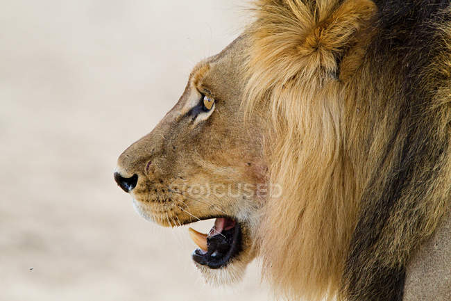 Leão africano macho, tiro na cabeça — Fotografia de Stock